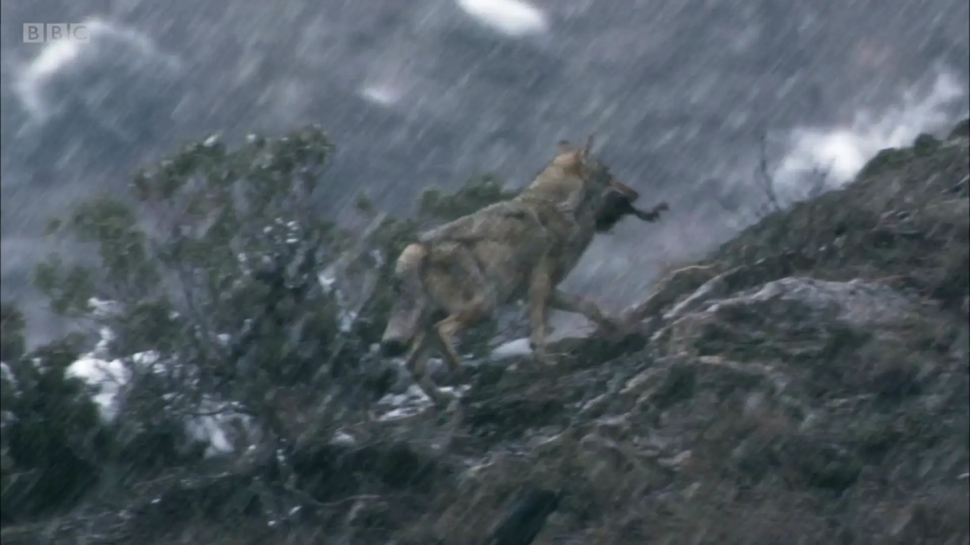 Himalayan wolf (Canis lupus chanco) as shown in Planet Earth - Mountains
